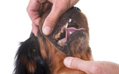 Môj pes (mačka) má zubný kameň